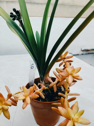 Plantas interior y exterior