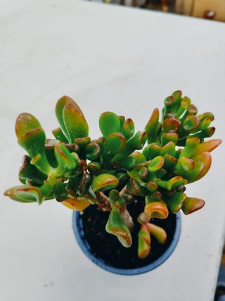Plantas interior y exterior