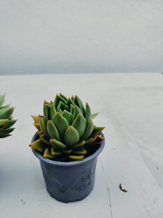 Plantas interior y exterior