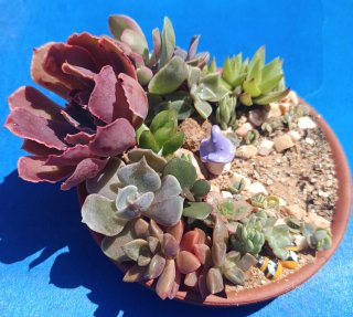 Mini jardín suculento de hadas