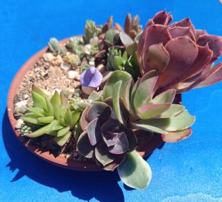 Mini jardín suculento de hadas
