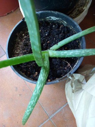 Planta Aloe Vera en Maceta Verde
