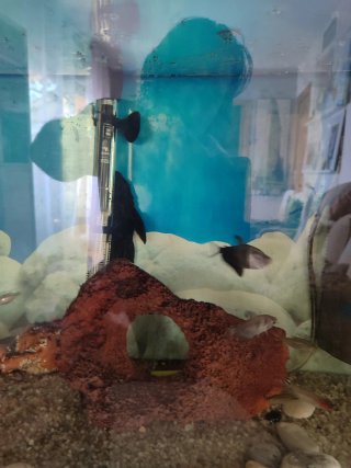Acuario 120L con accesorios