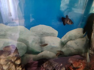 Acuario 120L con accesorios