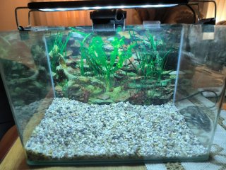 Acuario 15L 34x20x23cm