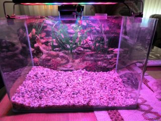 Acuario 15L 34x20x23cm