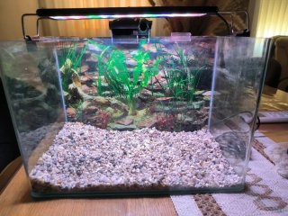 Acuario 15L 34x20x23cm