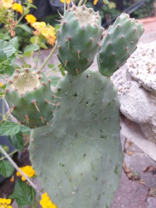 cactus in vaso radicato