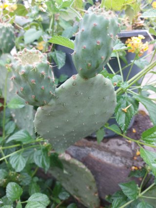 cactus in vaso radicato