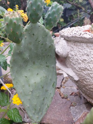 cactus in vaso radicato
