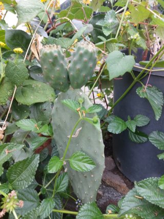 cactus in vaso radicato