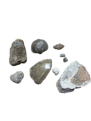 Colección Fósiles Variados