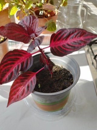 Iresine y Lazo de amor - Plantas