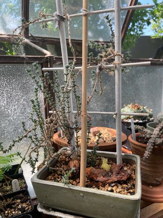 Bonsái Trychodiadema Bulbosum