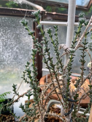 Bonsái Trychodiadema Bulbosum