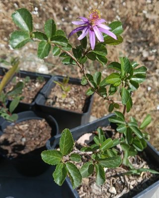 Grewia occidentalis planta