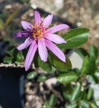 Grewia occidentalis planta