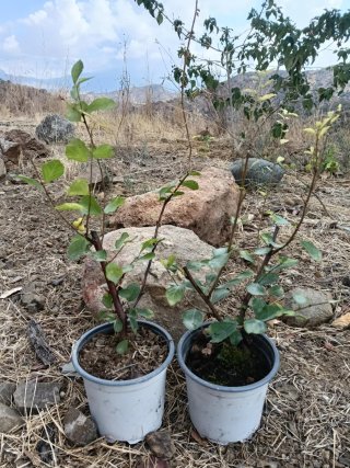 Grewia occidentalis planta