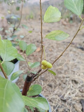 Grewia occidentalis planta