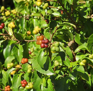 Grewia occidentalis planta