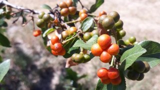 Grewia occidentalis planta