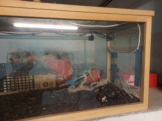 Terrario para reptiles y anfibios
