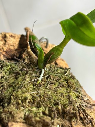 Dendrobium hibiki su zattera di sughero