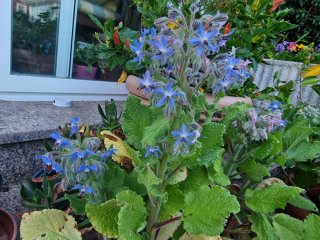 Borrajas semillas o flores