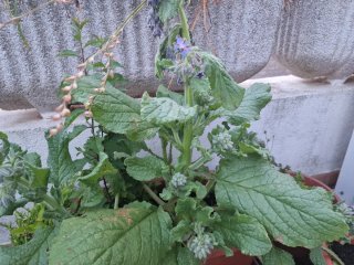 Borrajas semillas o flores