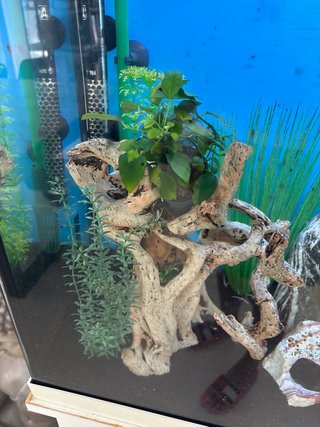Acuario 120L con mueble y decoración