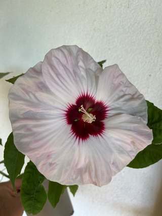 Pianta Hibiscus moschetous Bianco