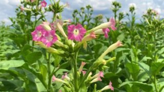 8000+Nicotiana Tabacum