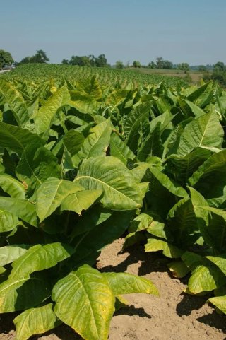 35000+Virginia Gold