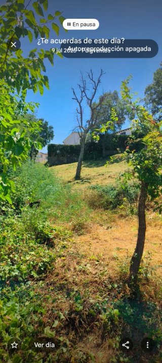 Se regala sauló en Puigventos a lado de lloret