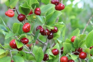 Planta Ñangapiré (Eugenia repanda)