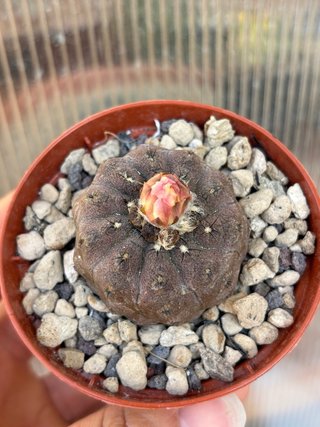 Cactus Copiapoa hypogea