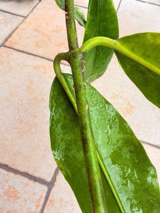 Hoya Imperalis Red