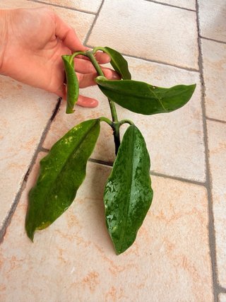 Hoya Imperalis Red