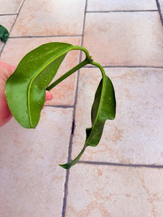 Hoya Imperalis Red