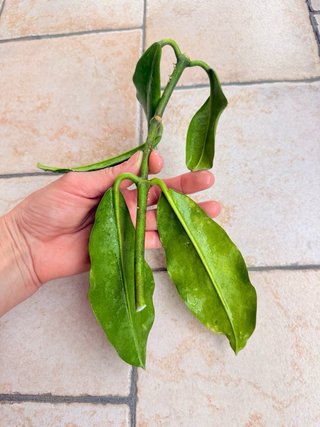 Hoya Imperalis Red