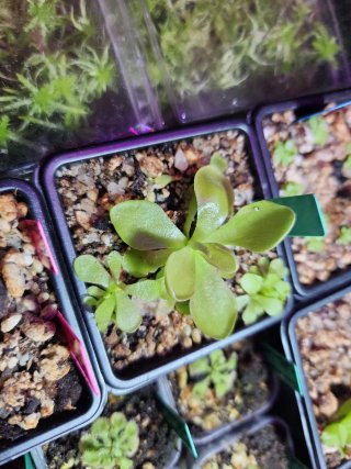 Pinguicula Weser
