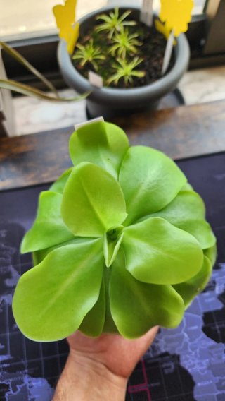 Pinguicula Tina Planta Carnívora