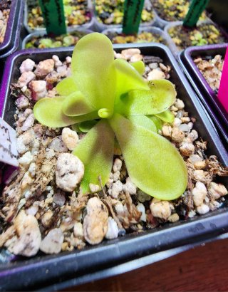 Pinguicula Tina Planta Carnívora