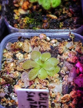 Pinguicula Pilosa x Sethos