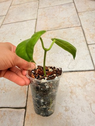 Hoya Gigas