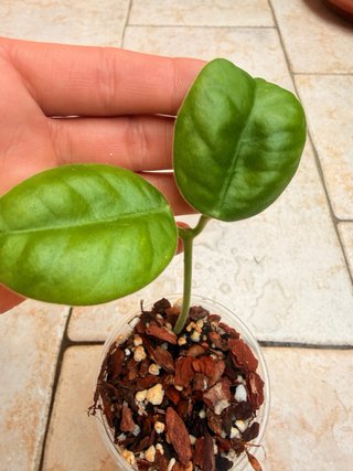 Hoya Gigas