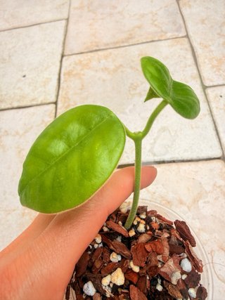 Hoya Gigas