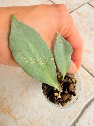 Hoya New Guinea Ghost