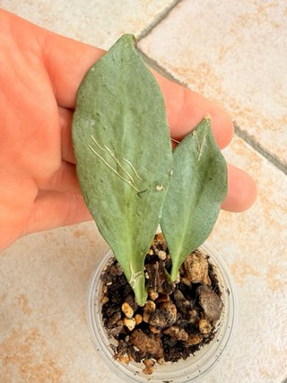 Hoya New Guinea Ghost