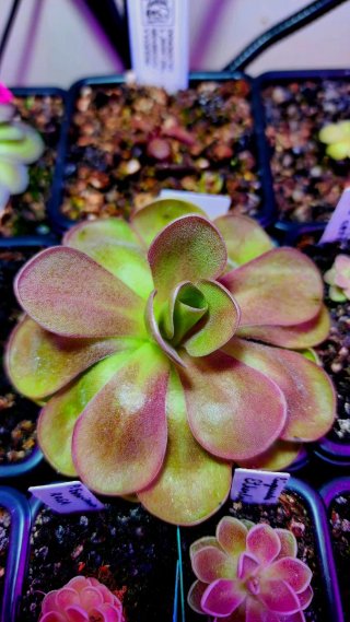 Pinguicula Johanna